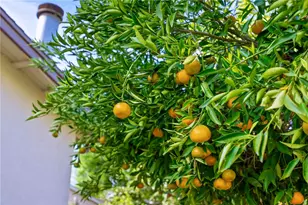 3075 David, Riverside, CA 92506 - Photo 31