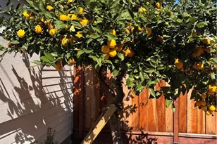 5440 Wadean Pl, Oakland, CA 94601 - Photo 19