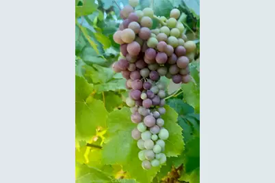 879 Derby, Corona, CA 92882 - Photo 51