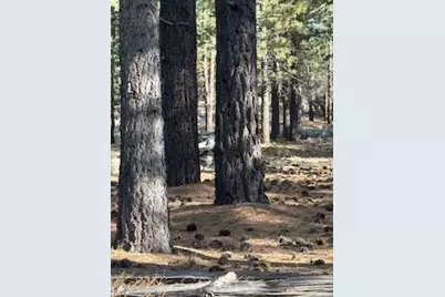 34557 Polique Canyon, Fawnskin, CA 92333 - Photo 5