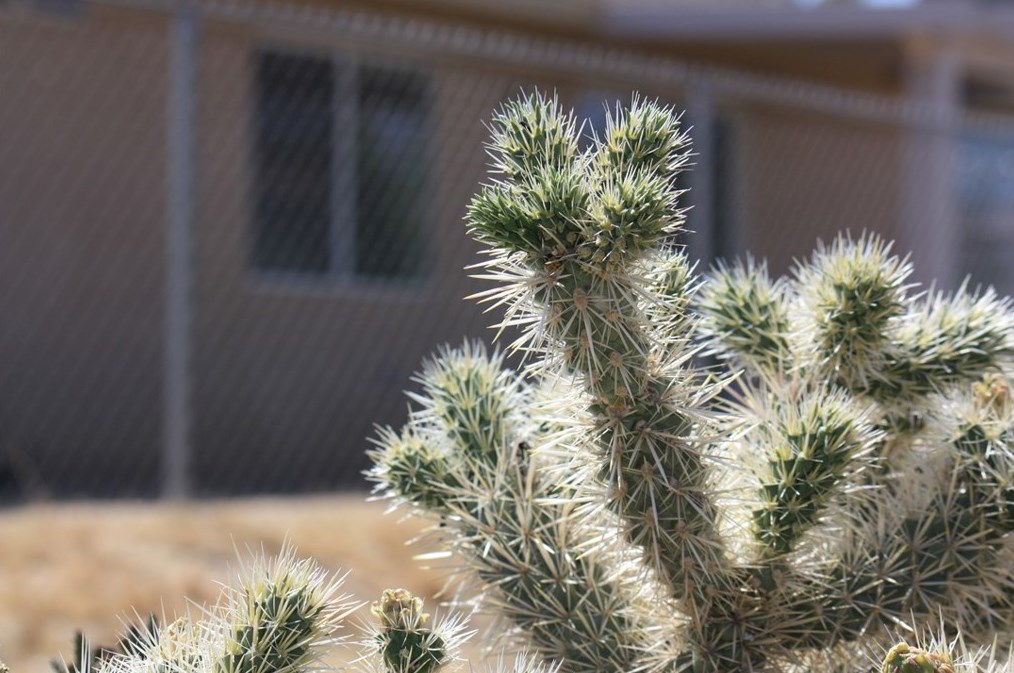 7370 Avalon Ave, Yucca Valley CA 92284-1108 exterior