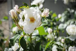 49244 Park Ave, Morongo Valley, CA 92256 - Photo 45