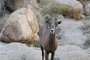 66075 Foothill, Joshua Tree, CA 92252 - Photo 47