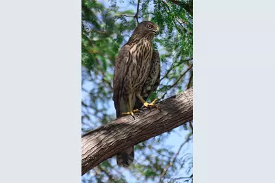 66075 Foothill, Joshua Tree, CA 92252 - Photo 41