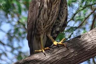 66075 Foothill, Joshua Tree, CA 92252 - Photo 41