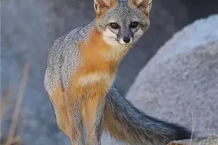 66075 Foothill, Joshua Tree, CA 92252 - Photo 39