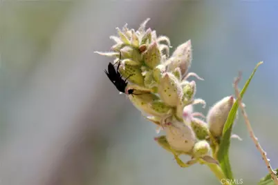 2029 Wamego, Landers, CA 92285 - Photo 33