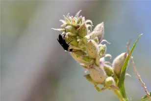 2029 Wamego, Landers, CA 92285 - Photo 33