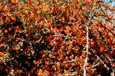 0 San Andreas, Joshua Tree, CA 92252 - Photo 37