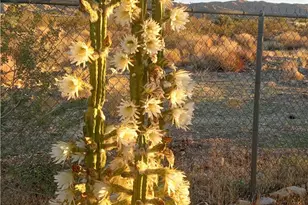 50922 Canyon Rd, Morongo Valley, CA 92256 - Photo 57