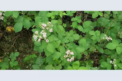 7248 High Street, Nice, CA 95464 - Photo 9