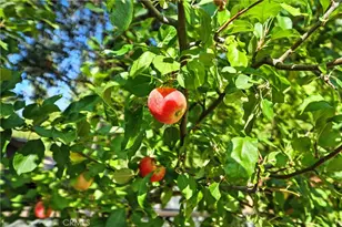 9234 Fox Dr, Cobb, CA 95426 - Photo 39