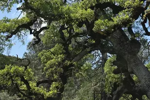 21378 Jerusalem Grade, Lower Lake, CA 95461 - Photo 67