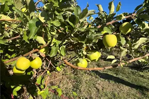 11255 Rancheria Rd, Upper Lake, CA 95485 - Photo 39