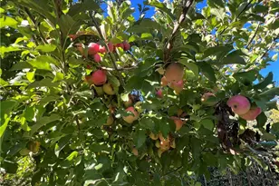 11255 Rancheria Rd, Upper Lake, CA 95485 - Photo 37