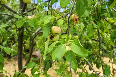 20110 Jerusalem Grade, Lower Lake, CA 95457 - Photo 31