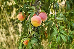 20110 Jerusalem Grade, Lower Lake, CA 95457 - Photo 25