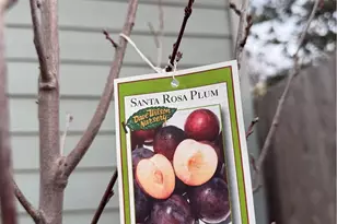 14707 Walnut Ave, Clearlake, CA 95422 - Photo 61