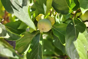 3950 Emile Ave, Clearlake, CA 95422 - Photo 29