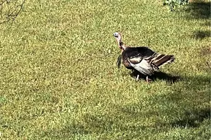 10180 Hwy 29, Lower Lake, CA 95457 - Photo 5