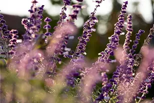 1659 W Knapp, Vista, CA 92083 - Photo 39