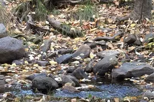 2458 Coachman, Mariposa, CA 95338 - Photo 39