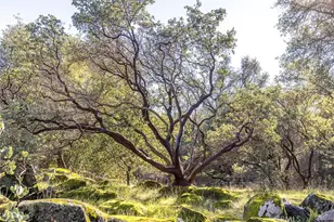 3977 Spring Ct, Mariposa, CA 95338 - Photo 39