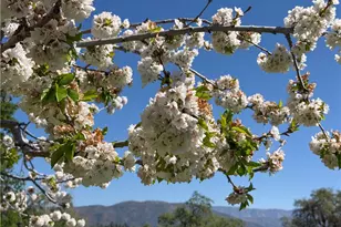 4780 Morning Star Ln, Mariposa, CA 95338 - Photo 7