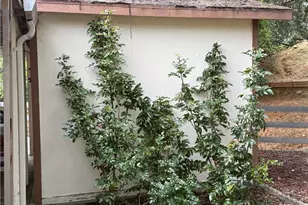 5277 Hwy 49 N, Mariposa, CA 95338 - Photo 27