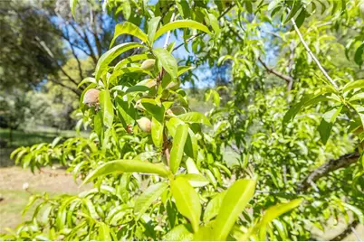 3703 Sherrod, Mariposa, CA 95338 - Photo 57