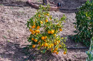 40493 Calle Katerine, Temecula, CA 92591 - Photo 73