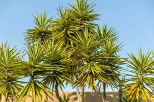 30663 Via Maria Elena, Bonsall, CA 92003 - Photo 61