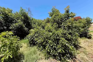 39182 Daily Rd, Fallbrook, CA 92028 - Photo 39