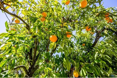 145 Yucca Road, Fallbrook, CA 92028 - Photo 57