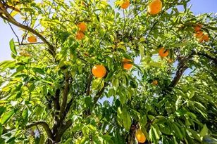 145 Yucca Rd, Fallbrook, CA 92028 - Photo 57