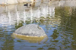 240 Havenview Ln, Oceanside, CA 92056 - Photo 53