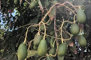 3135 E Valley Pkwy, Escondido, CA 92027 - Photo 69