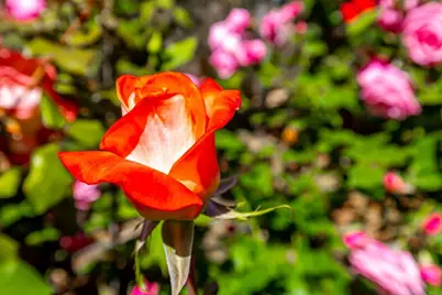 1057 Ridge Heights, Fallbrook, CA 92028 - Photo 49