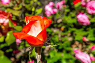 1057 Ridge Heights, Fallbrook, CA 92028 - Photo 49