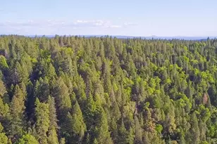 29276 Bullskin Ridge Rd, Oak Run, CA 96069 - Photo 3