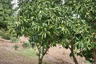 2719 Via Del Robles, Fallbrook, CA 92028 - Photo 45