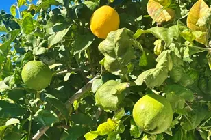 2445 S Stage Coach Ln, Fallbrook, CA 92028 - Photo 53