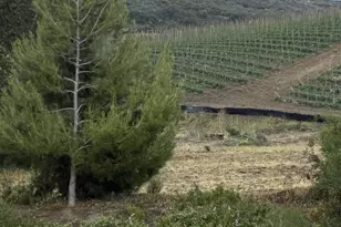 3514 Don Juan Dr, Carlsbad, CA 92010 - Photo 49