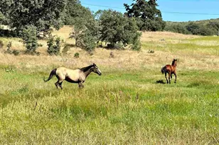 25258 Black Canyon Rd, Santa Ysabel, CA 92070 - Photo 59