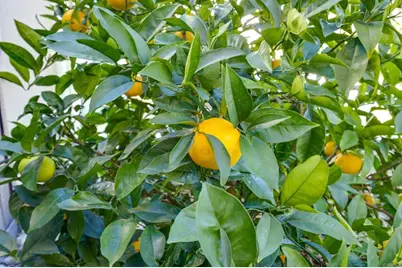 970 Idyllwild Way, San Marcos, CA 92078 - Photo 63