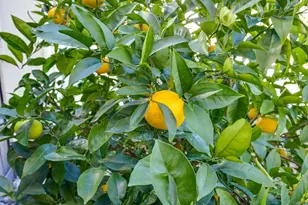 970 Idyllwild Way, San Marcos, CA 92078 - Photo 63