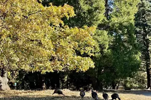 3413 Fern Meadow Rd, Palomar Mountain, CA 92060 - Photo 51