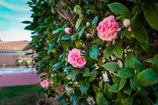 17417 Plaza Sonada, San Diego, CA 92128 - Photo 5