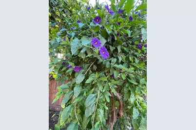 121 E Warner St, Ventura, CA 93001 - Photo 25