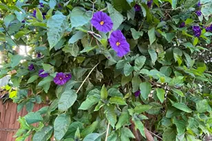 121 E Warner St, Ventura, CA 93001 - Photo 25